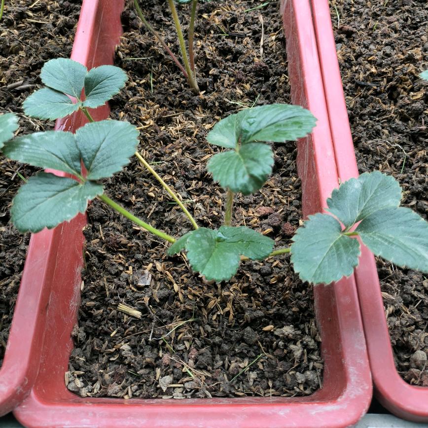 小白种草莓