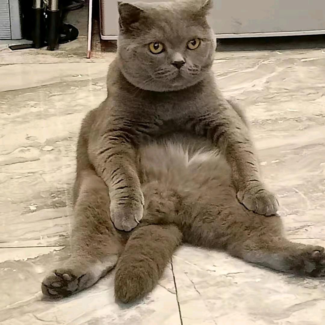 掌中宝