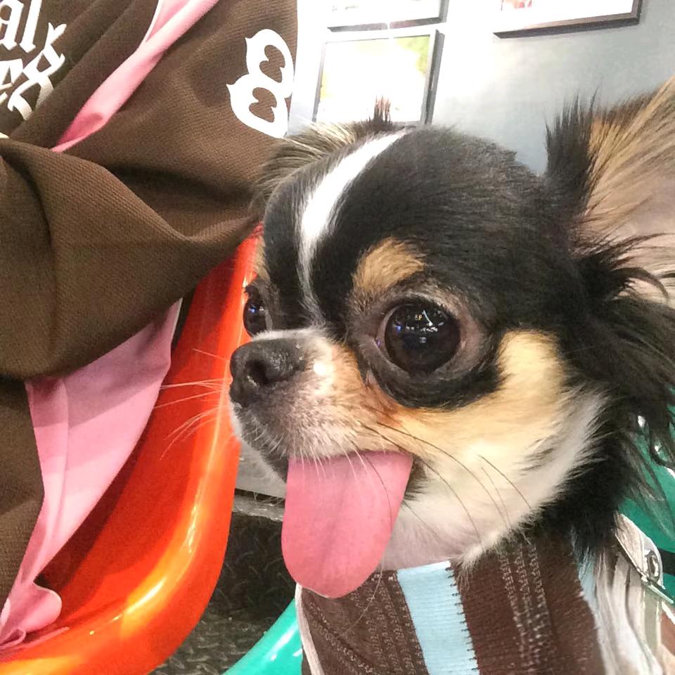 魏北.