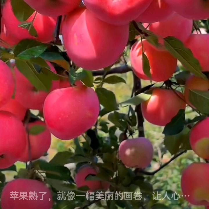 @老农