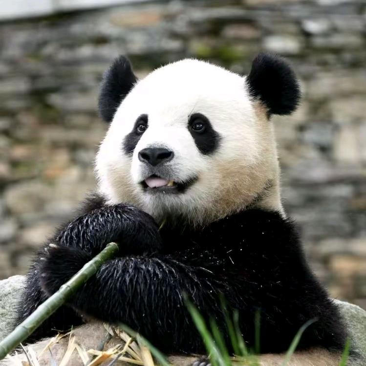 阿尔法尼亚