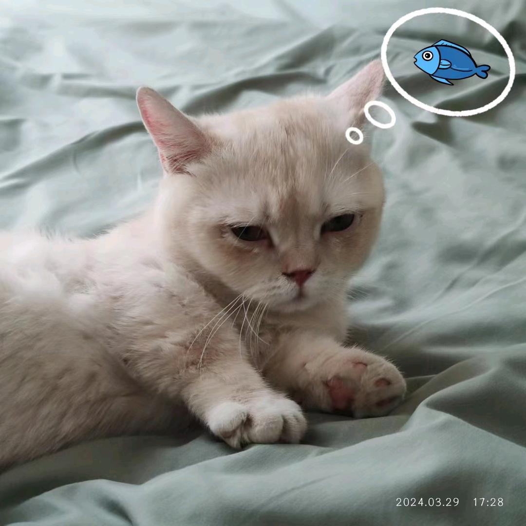 献县福喵猫舍