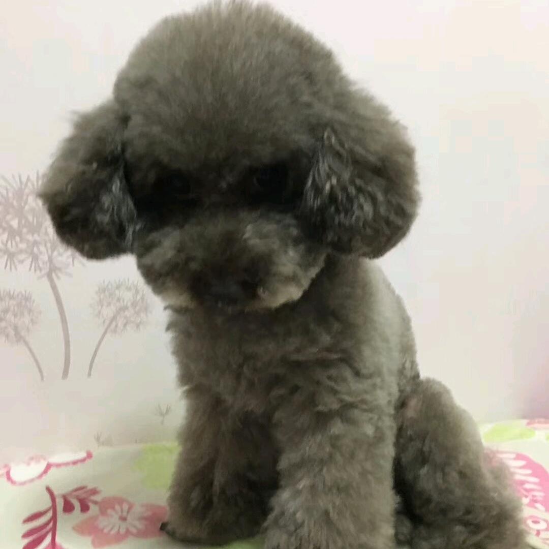 💫✨七星伴月🌙