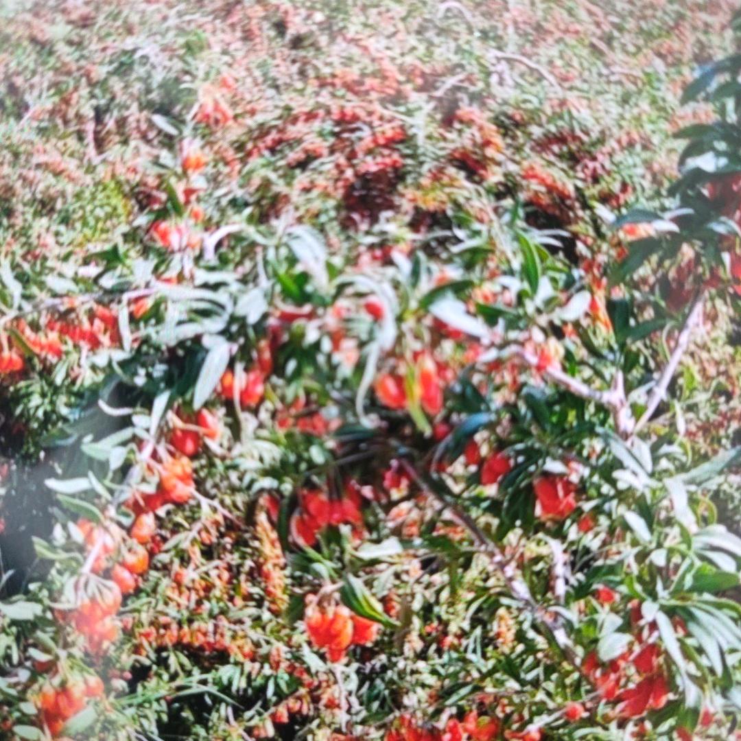 美美树