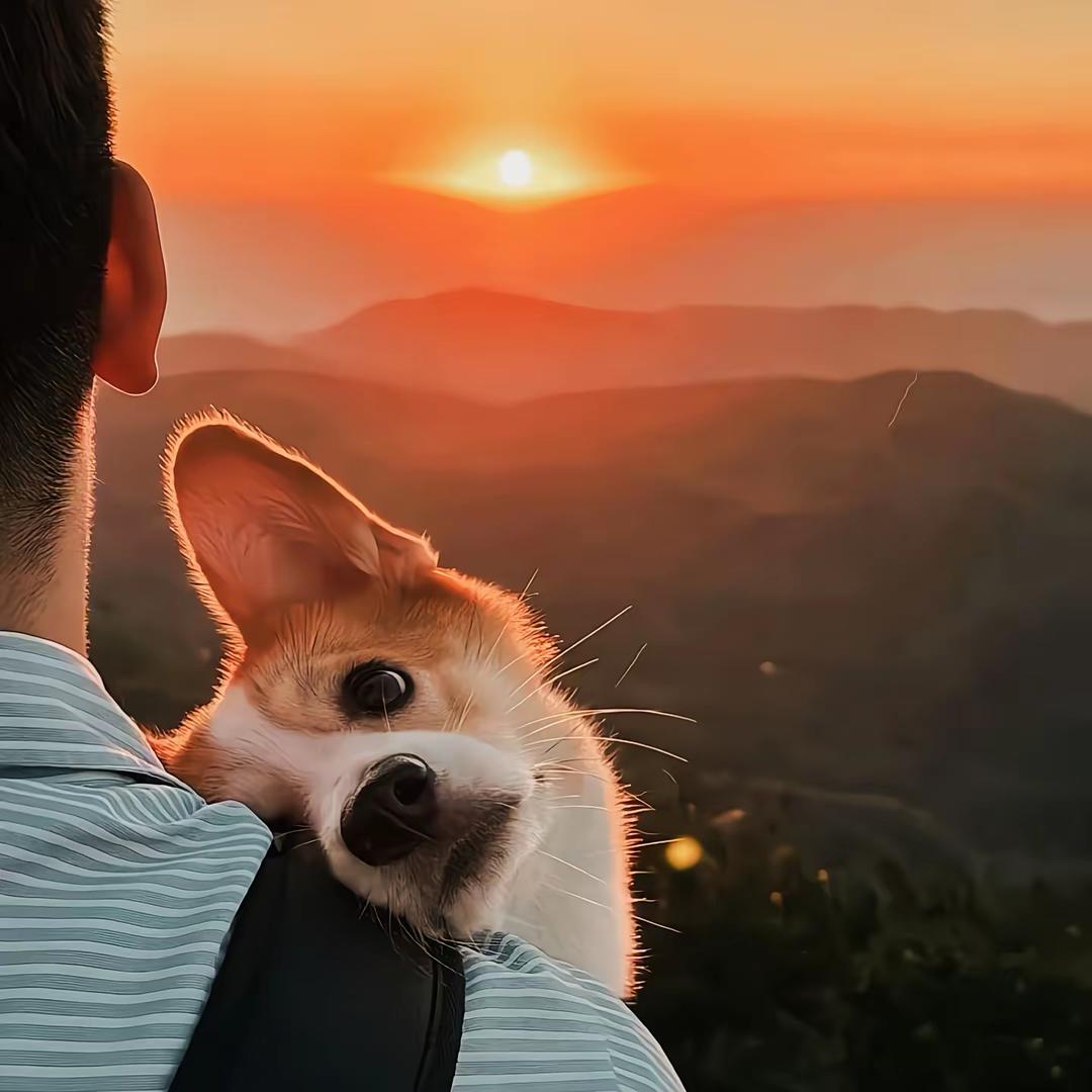 小羊.