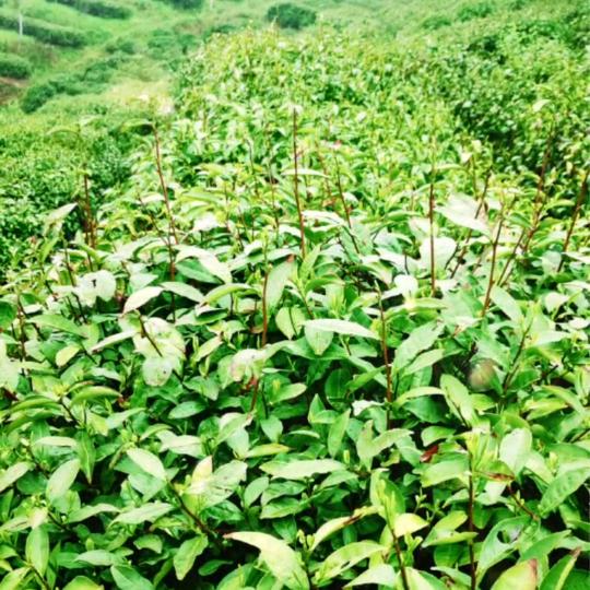 人玍銣茶