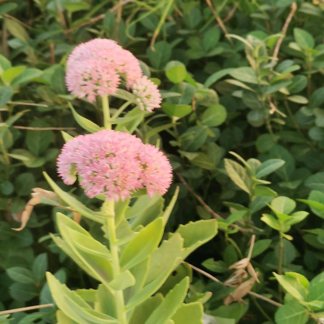辣条喂鸡（鸡）