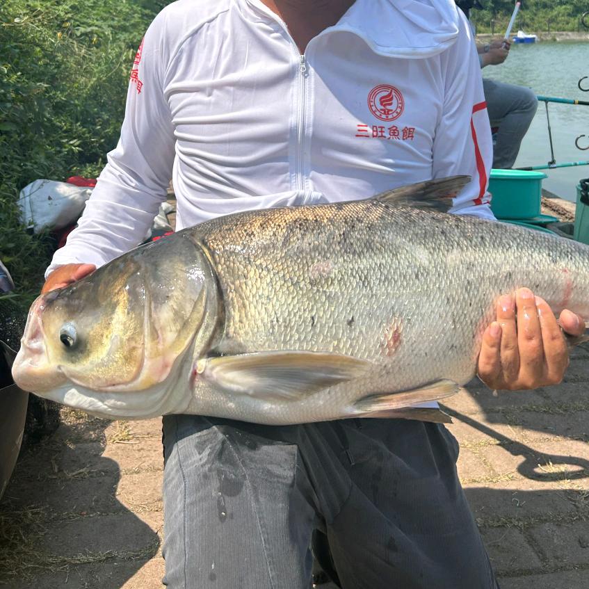 鲢鳙大师🎣