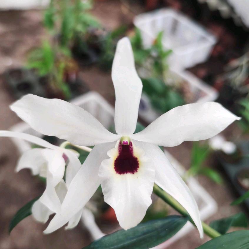 鑫隆石斛花卉