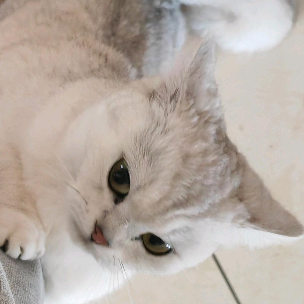 倾情壳⭐