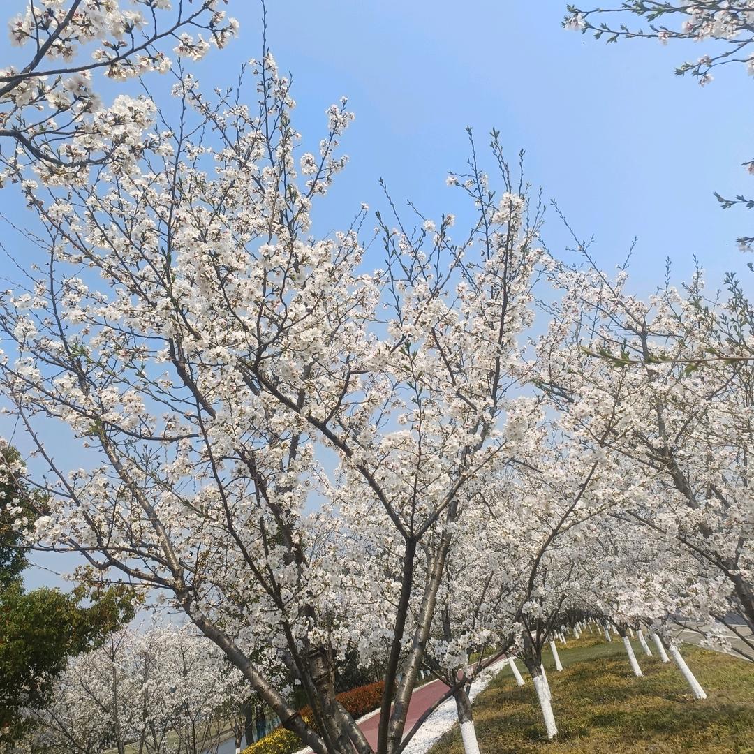 121张