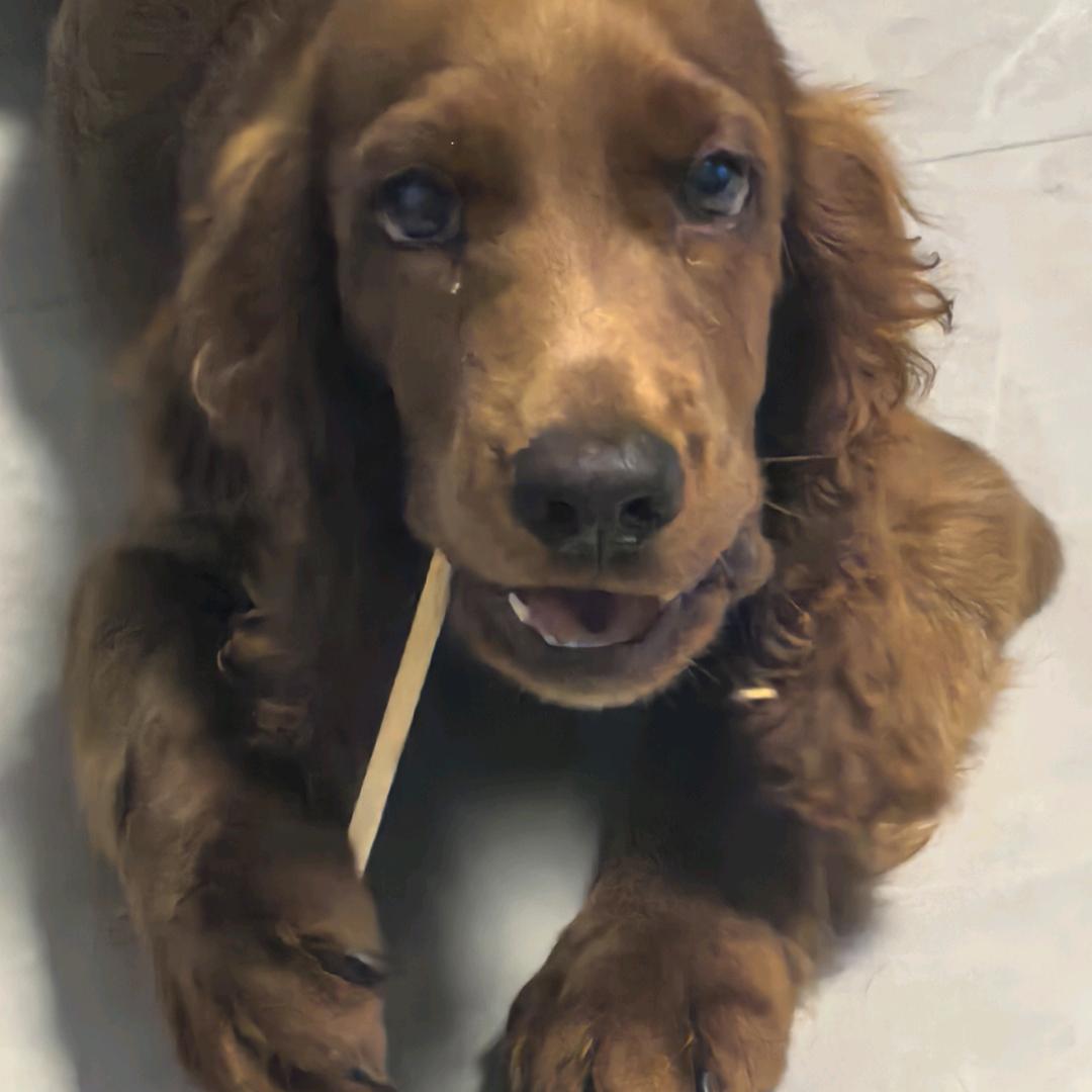 🐶🐶🐶