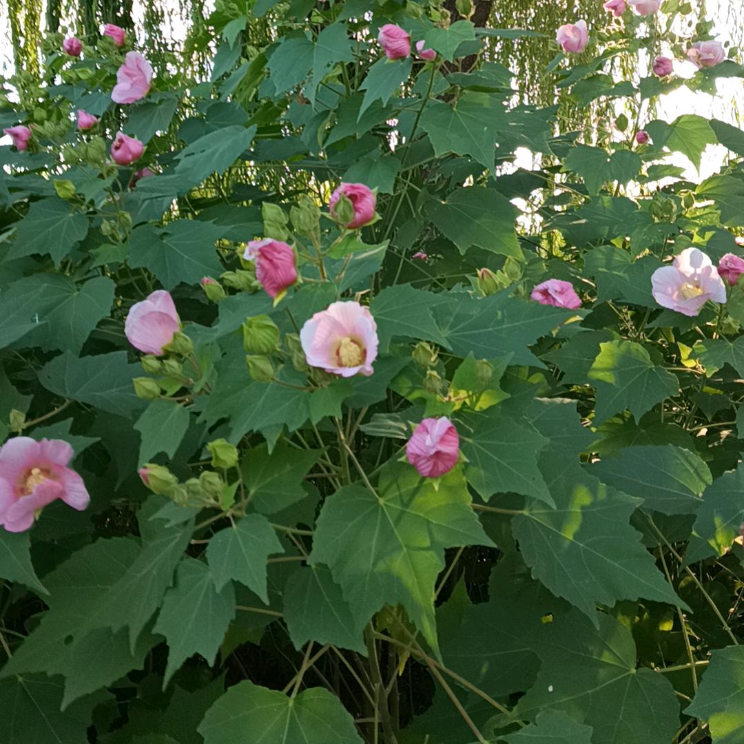 为了生活。而拼搏。