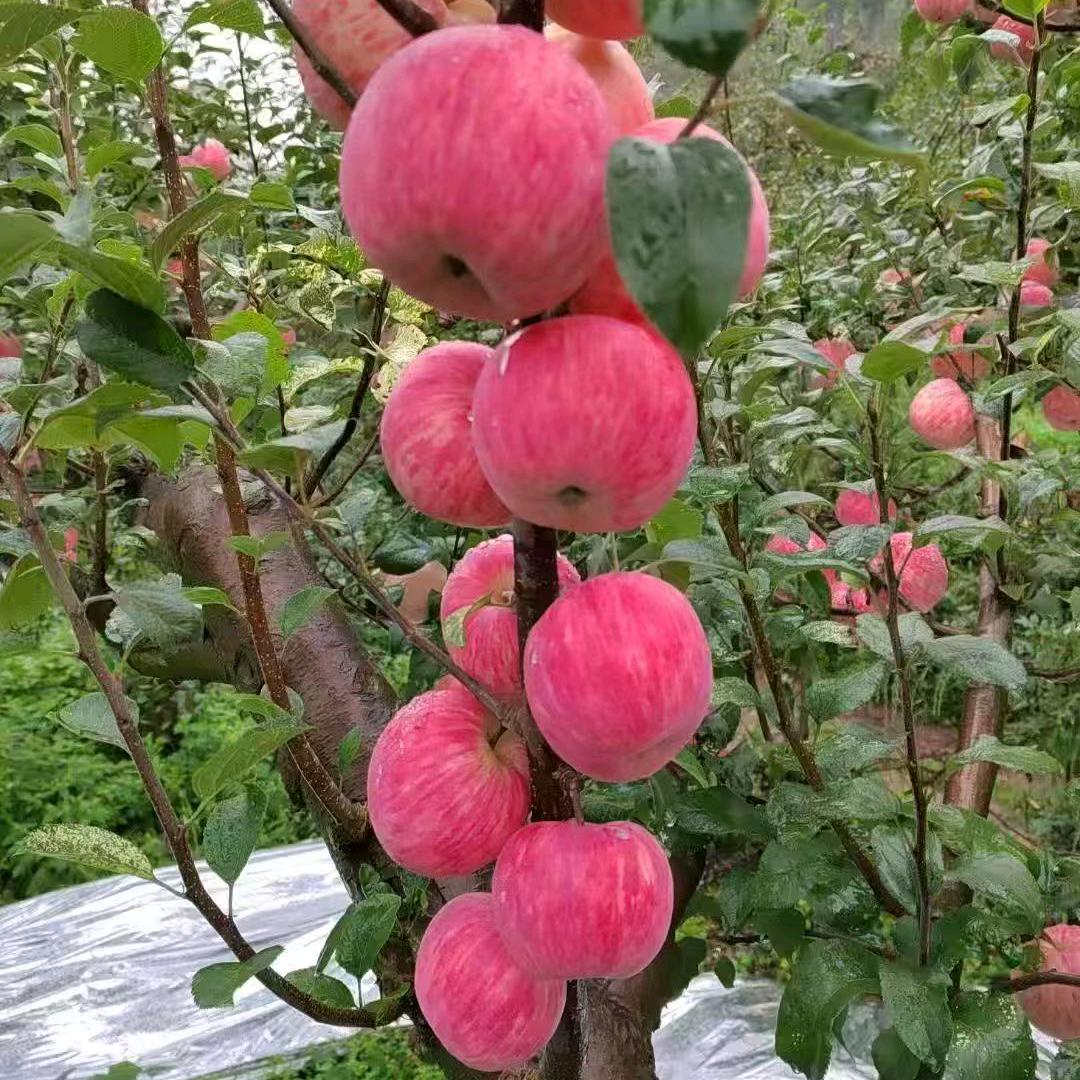 云南星晖果蔬园