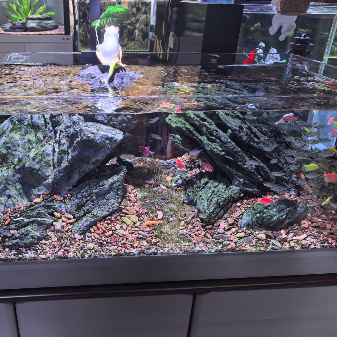 风轻扬