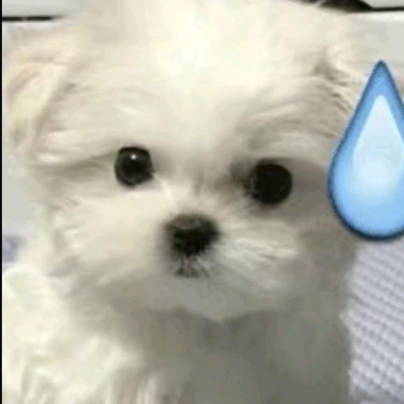 红心柚