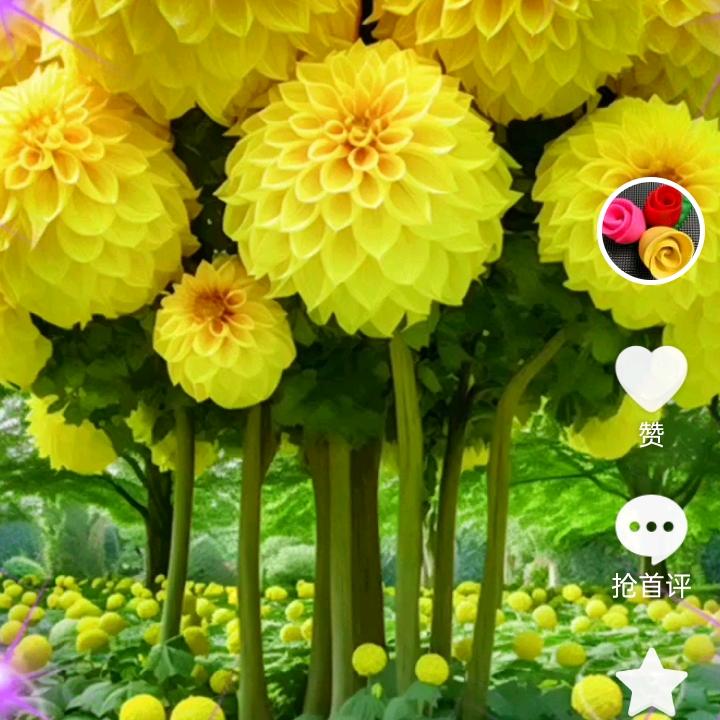 我的快乐不是梦