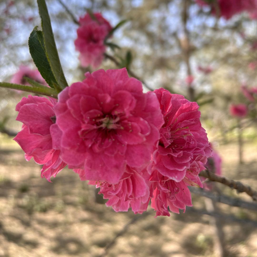 漂亮花朵🌺