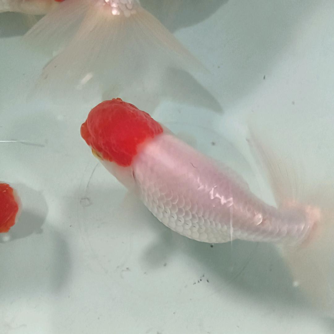 凡盛水产养殖厂