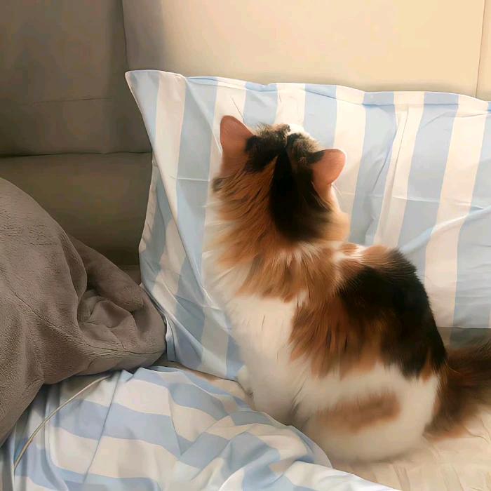 杨枝甘露