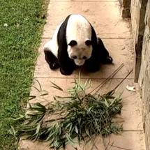 笨🐰的小🐯