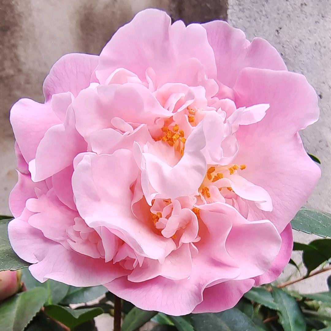@太阳花🌸