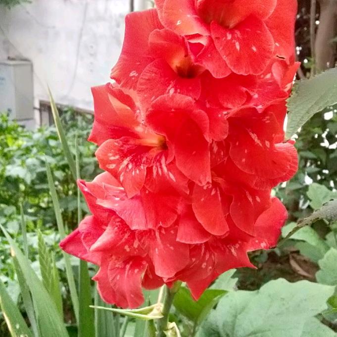 桂花飘香(拒绝私聊)！