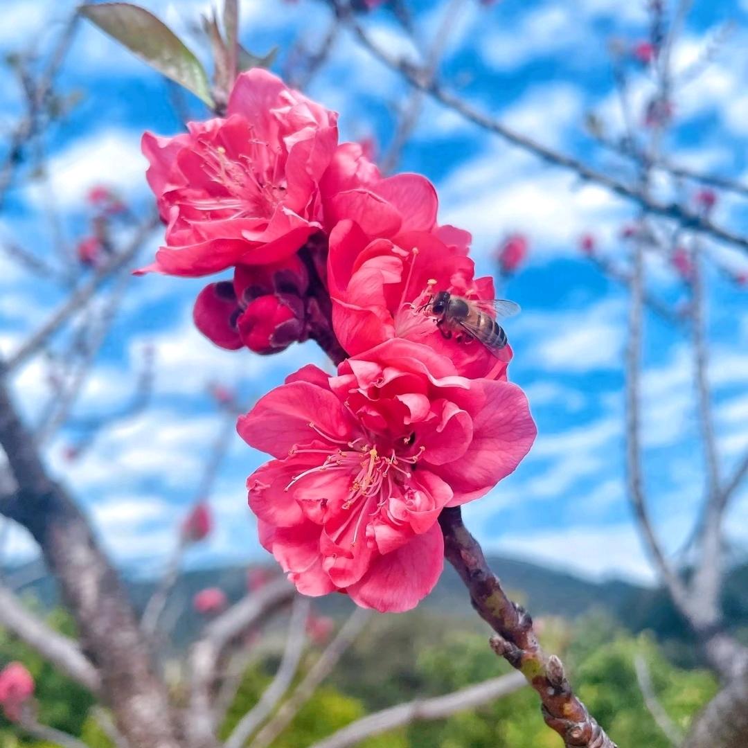 ℳ̶̶̶̶♡̶҉梅花ღ᭄