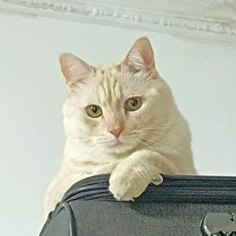 天命养猫人