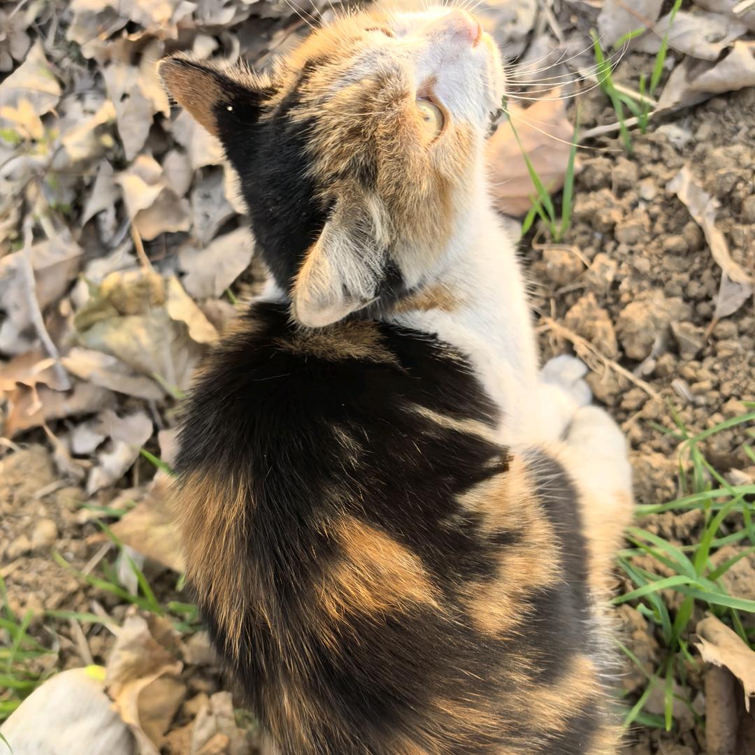 三花猫