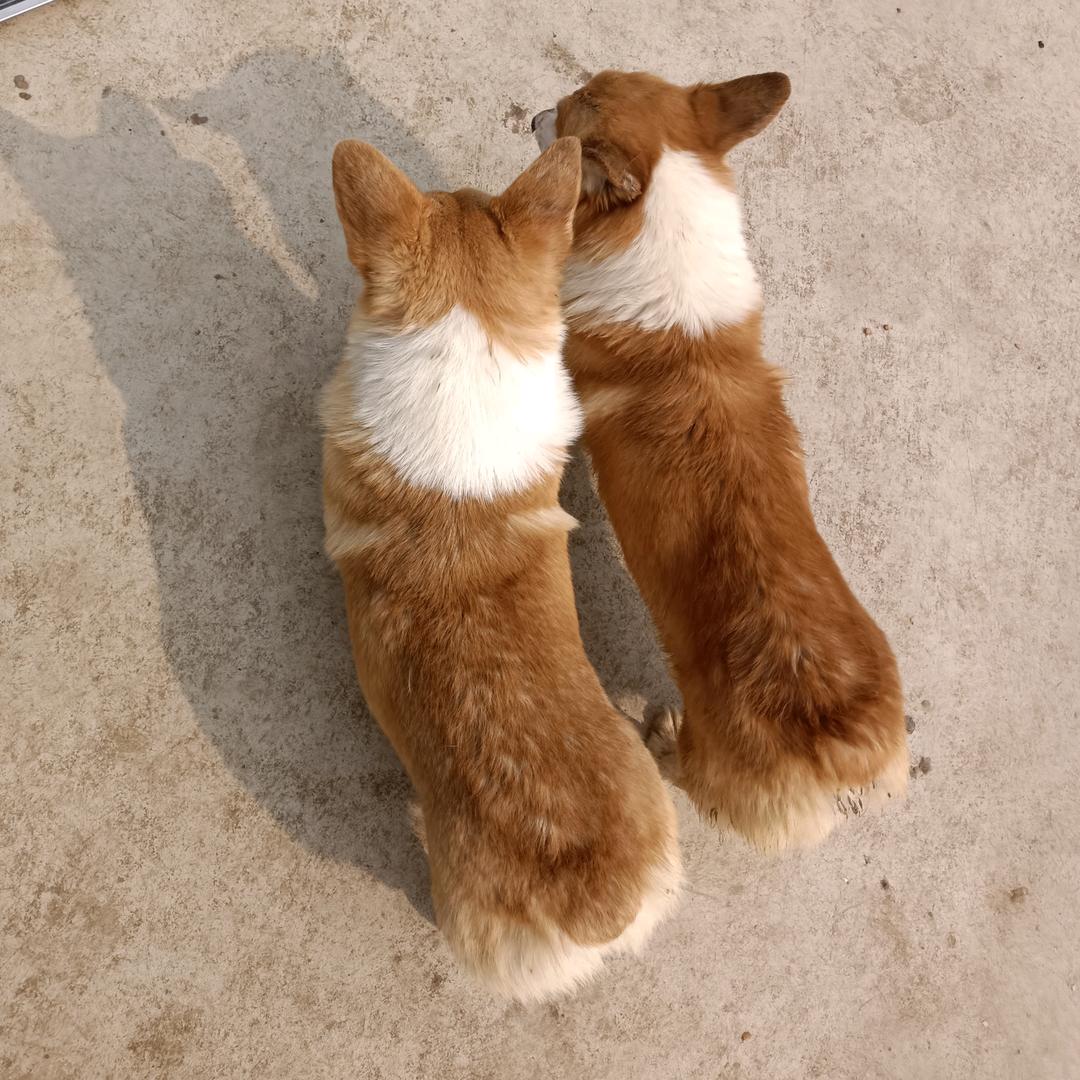 犬舍