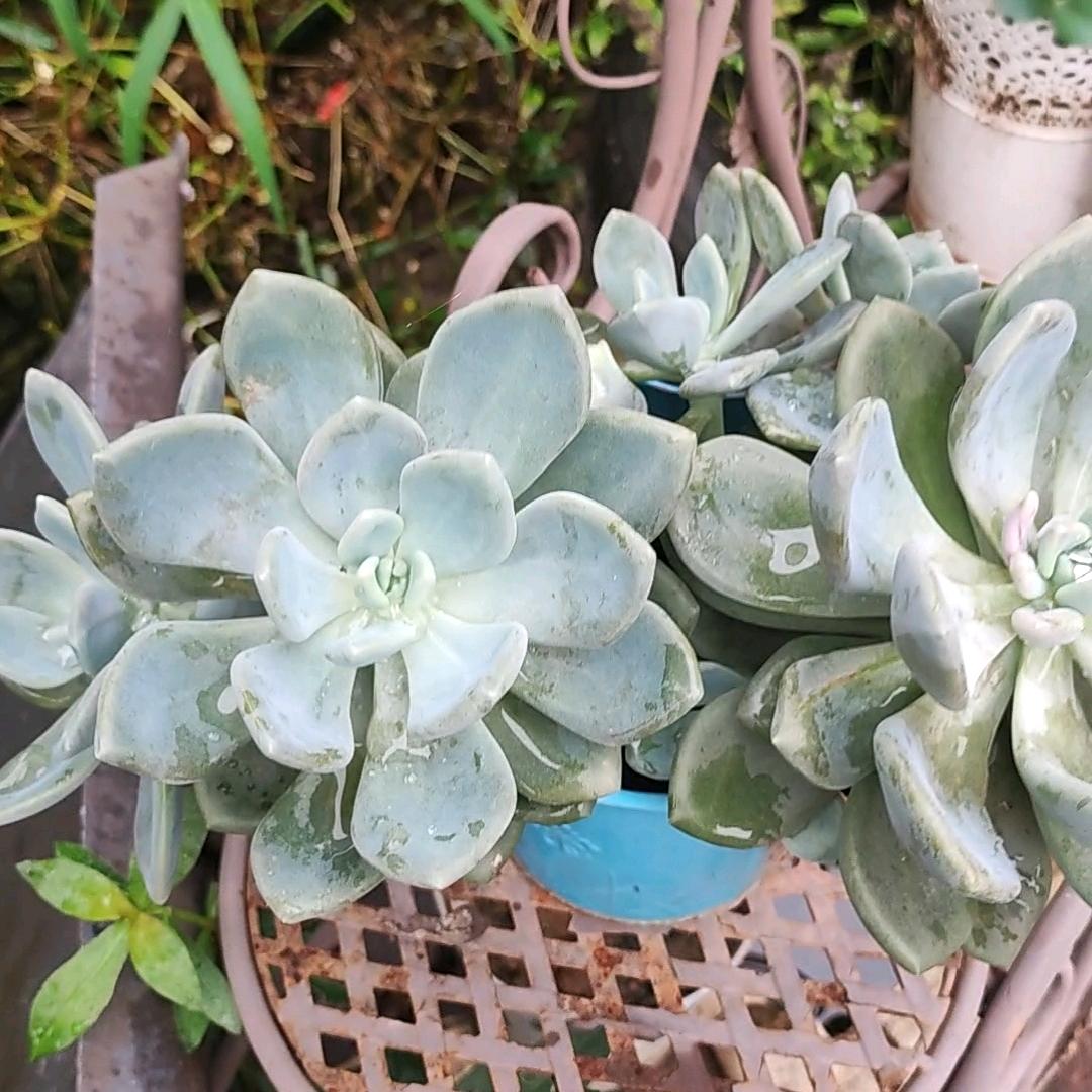 阿杜.