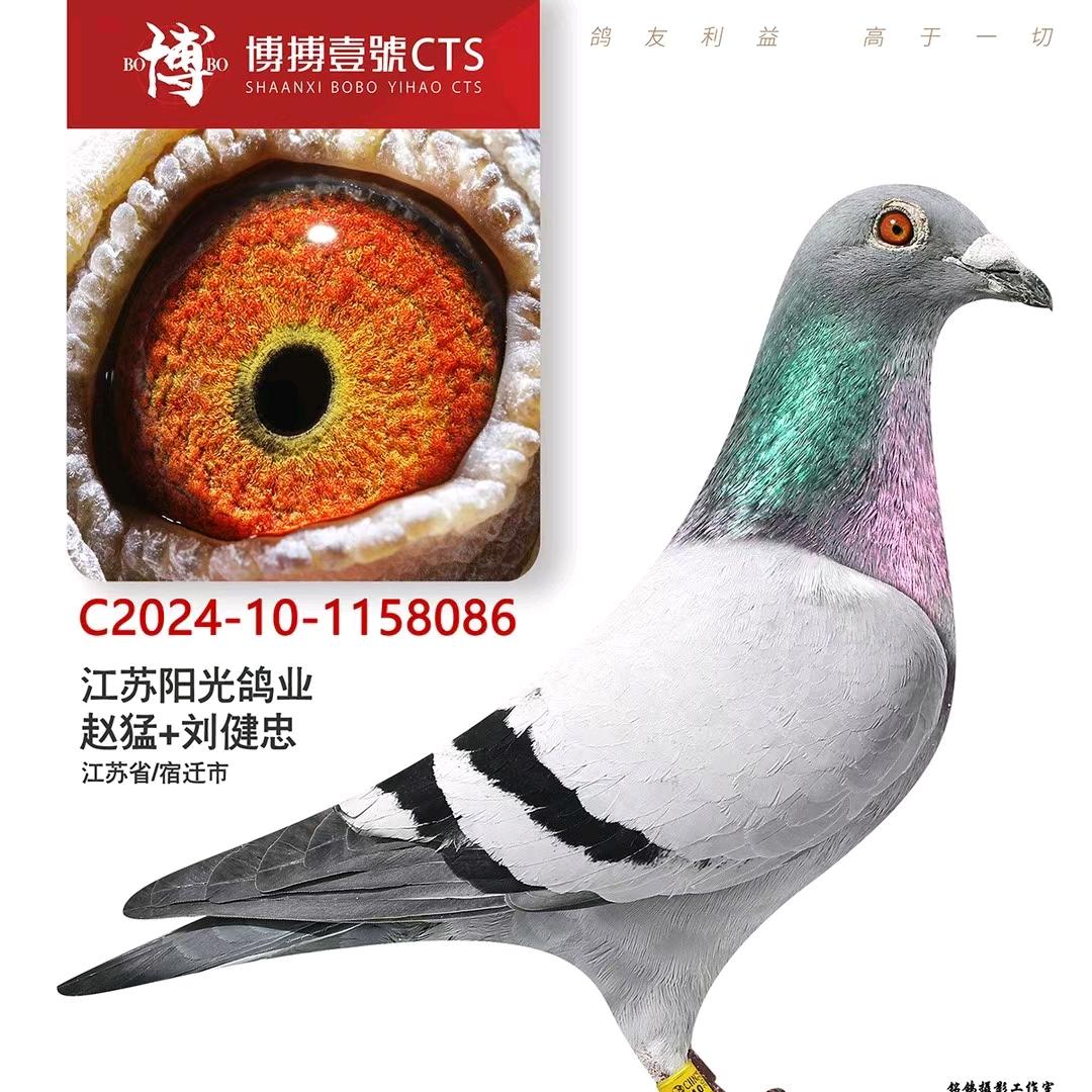 江苏阳光鸽业