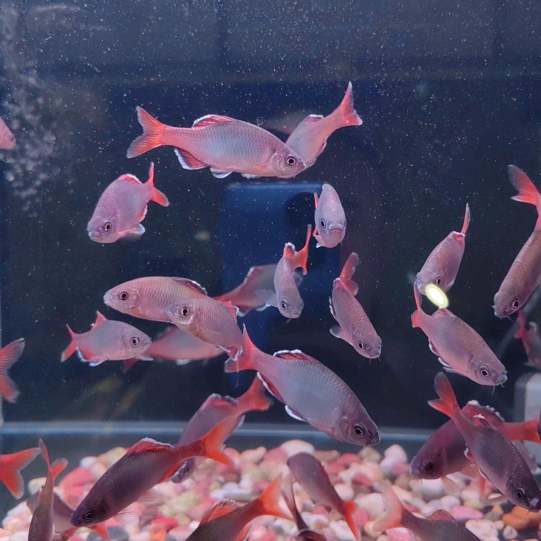 大自然原生鱼水族馆