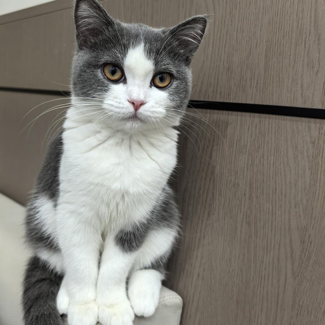 苦瓜大王（有猫版）