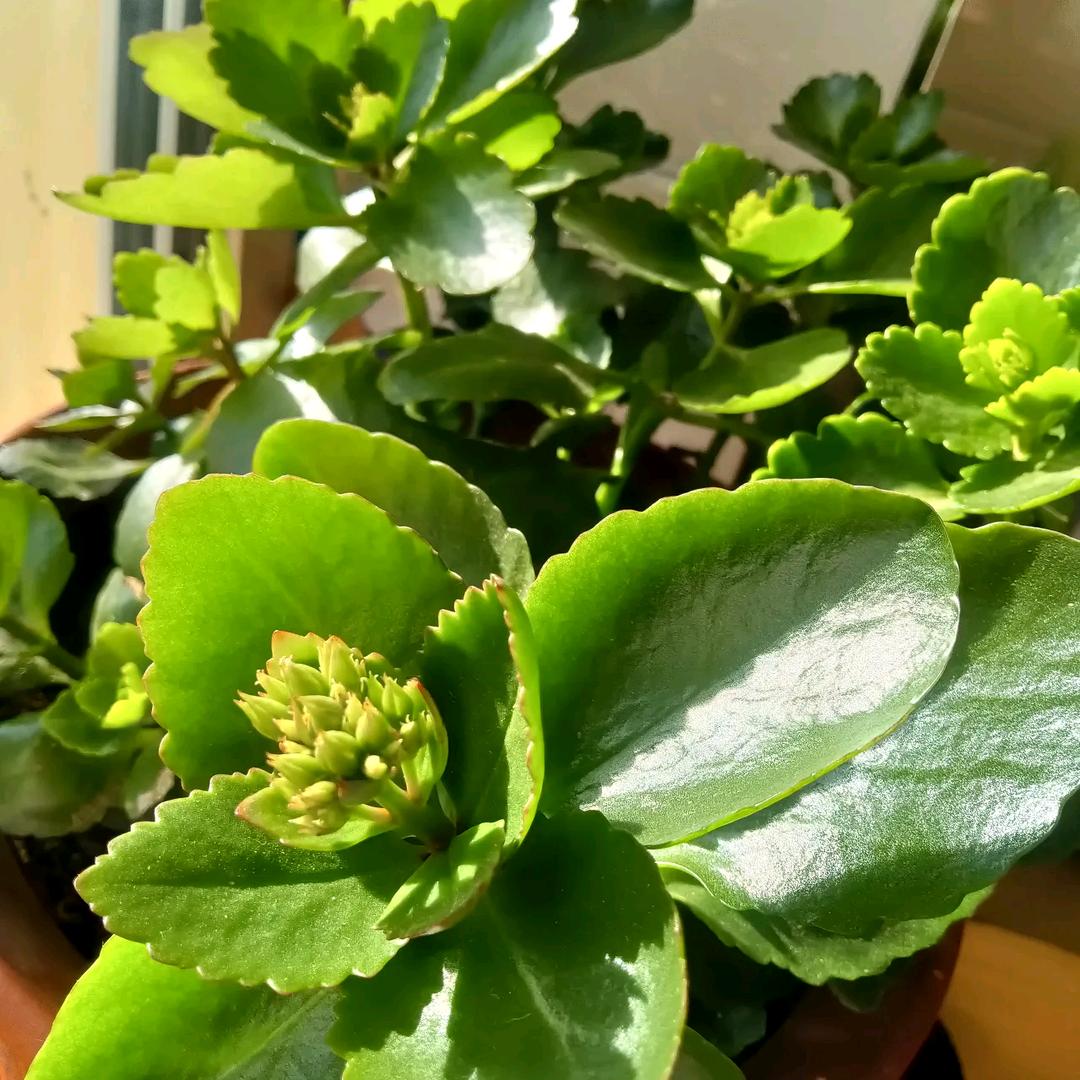 秋实🌻