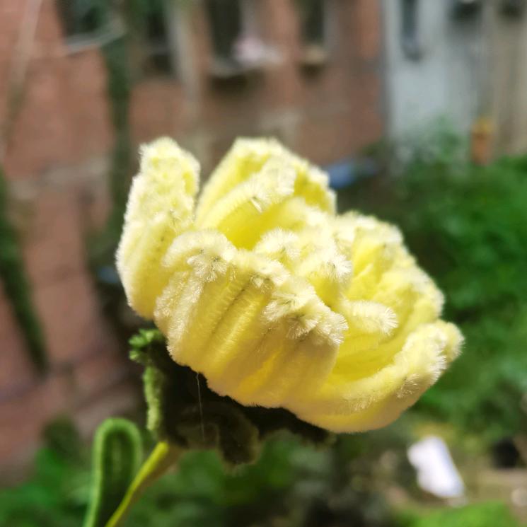 玫瑰🌹🌹🌹琴