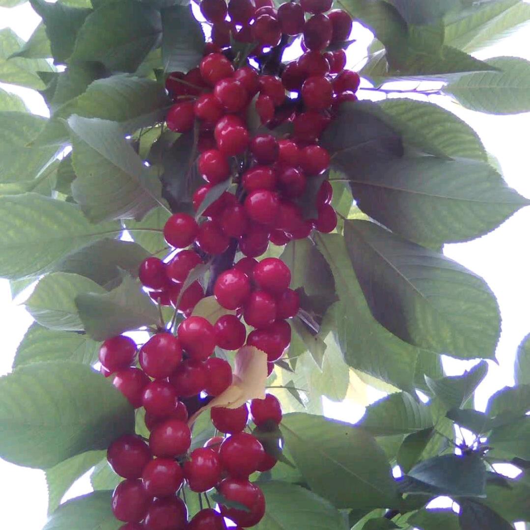 西乡余家山盛世大樱桃种植园🍒