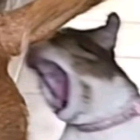 扶光