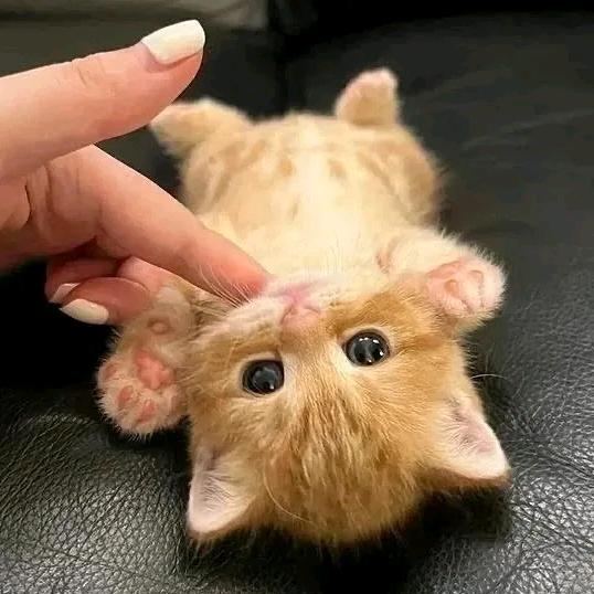 会有猫的🍯