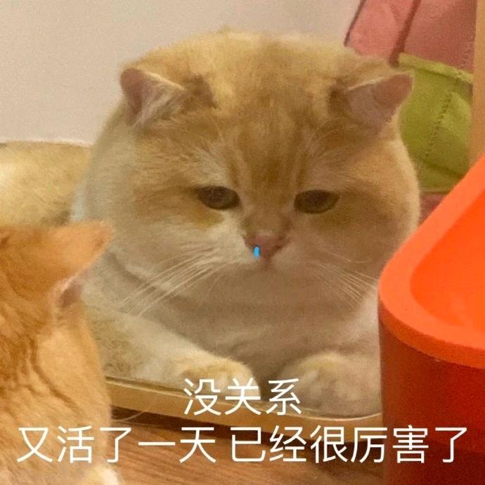 豆豆不是豆