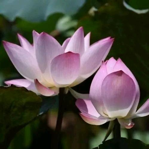 喝茶养生