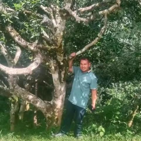 西双版纳勐海县勐宋大安97号喝好茶找老杨