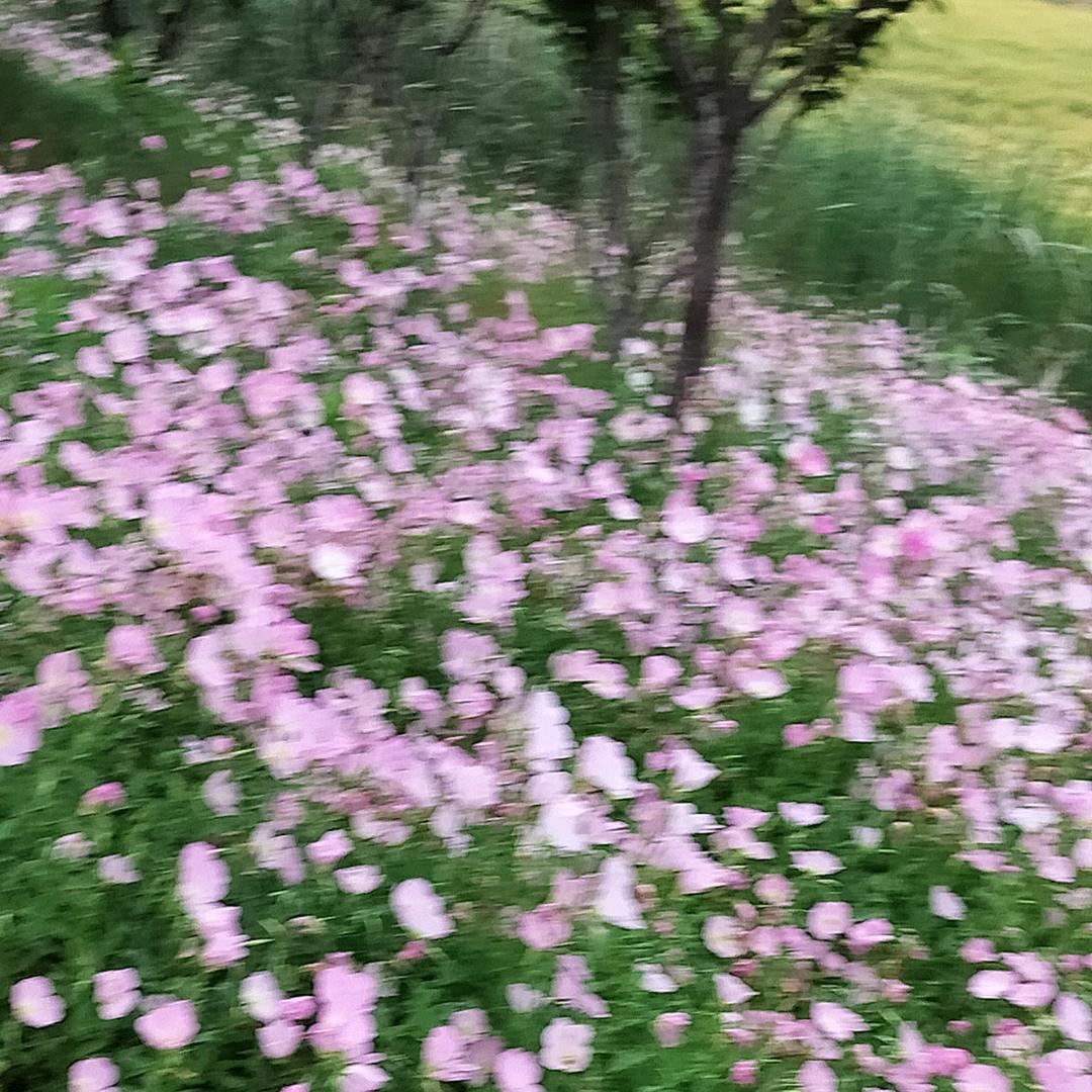 小刘liu