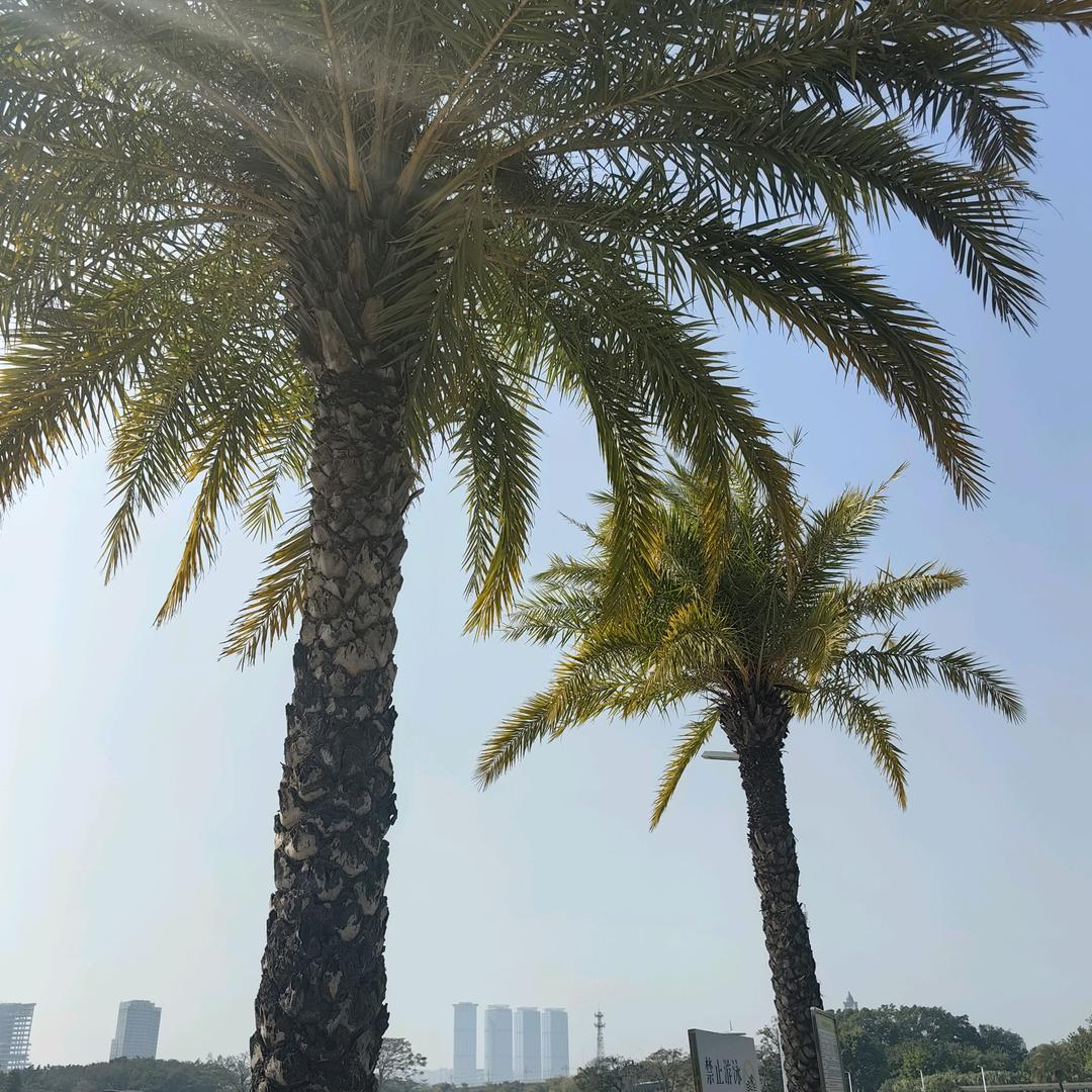 生如夏花