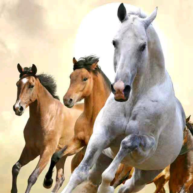 游客土菜鱼庄官方号