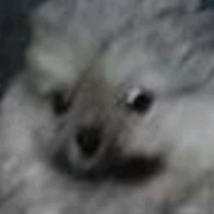 狗叫大王