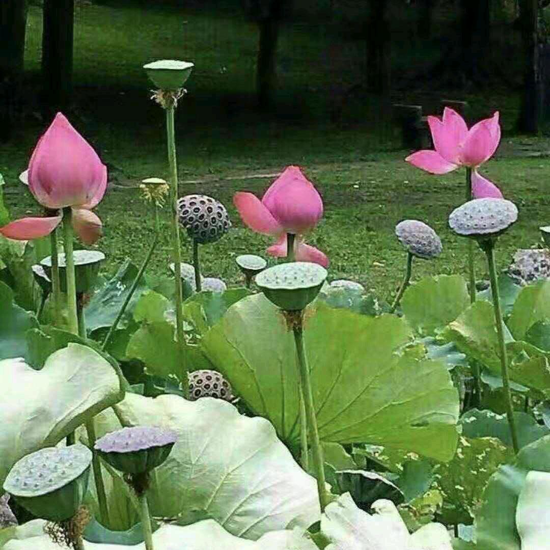 ⸝⸝⸝˘◡˘♡隨緣⸝⸝⸝˘◡˘♡