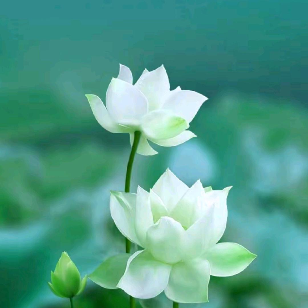 💕᭄岁月静好ꦿོ࿐ᩚ🌸