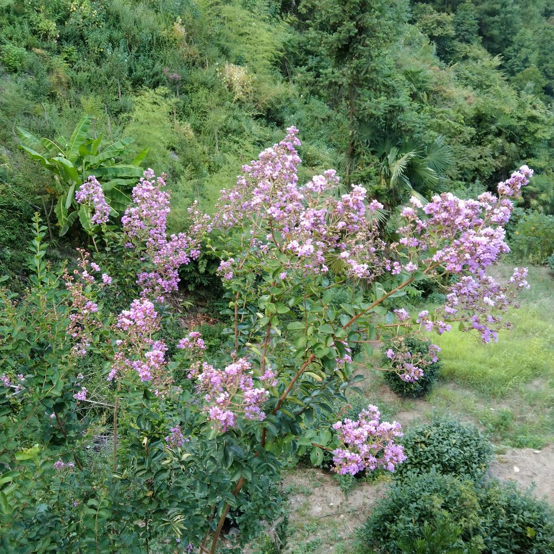 网红冬瓜皮